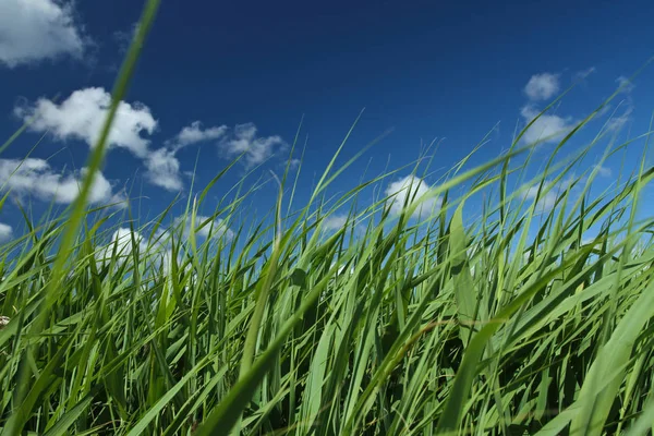 Grönt gräs under blå himmel — Stockfoto