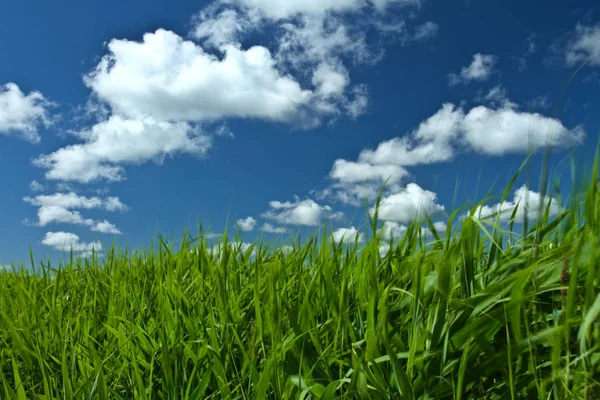 Green grass under blue sky — Stock Photo, Image