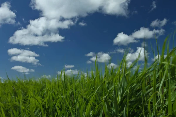 Groen gras onder de blauwe hemel — Stockfoto