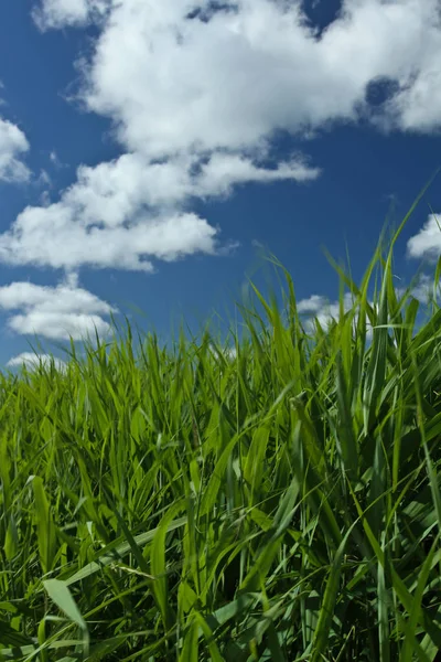 Hierba verde bajo el cielo azul —  Fotos de Stock