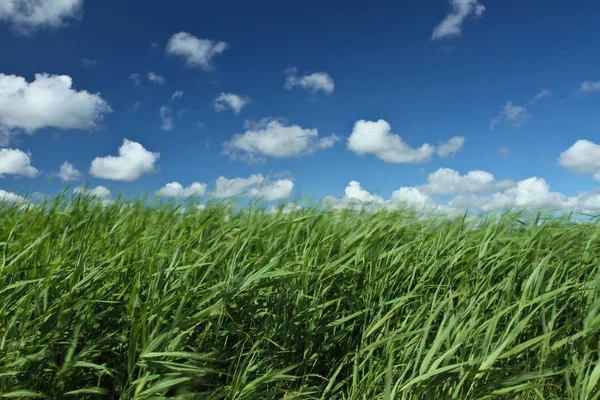 Hierba verde bajo el cielo azul — Foto de Stock