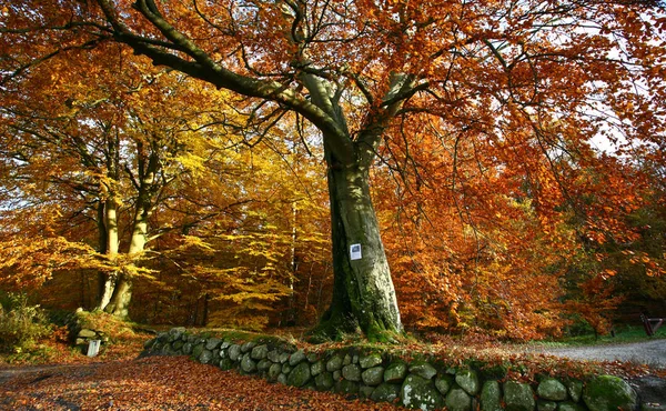 Ravnsholt Skov orman — Stok fotoğraf