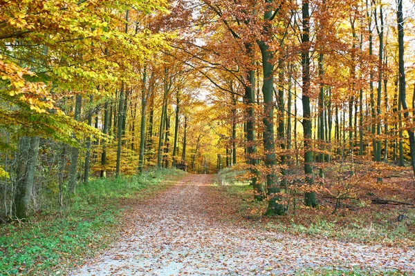 Ravnsholt Skov erdő — Stock Fotó