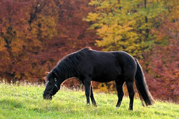 Siyah at üzerinde yeşil çayır otlatma — Stok fotoğraf