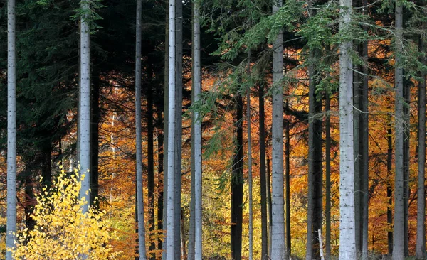 Ravnsholt Skov lasu — Zdjęcie stockowe