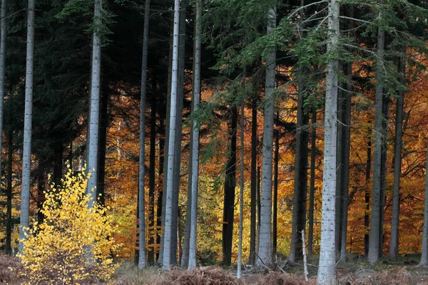 Skogen Ravnsholt Skov — Stockfoto