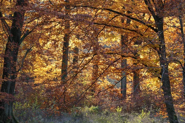 Ravnsholt Skov erdő — Stock Fotó