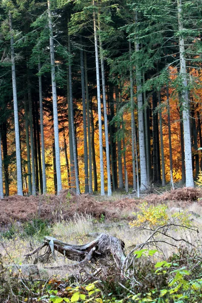Ravnsholt Skov Wald — Stockfoto