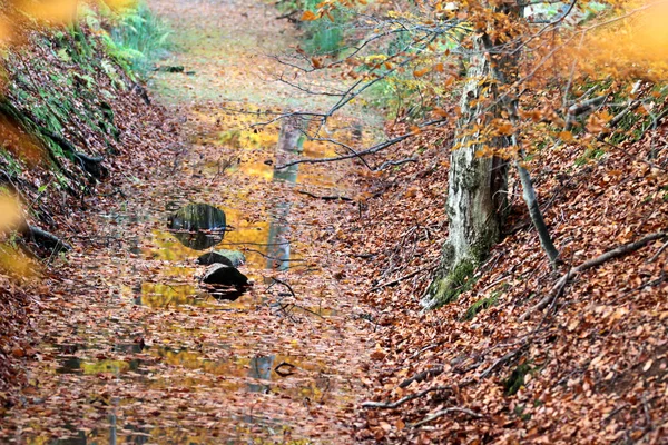 Ravnsholt Skov δάσος — Φωτογραφία Αρχείου