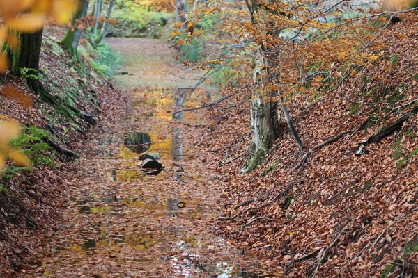 Ravnsholt floresta de Skov — Fotografia de Stock