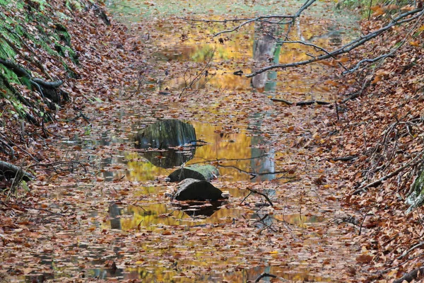 Ruhiger Fluss mit abgefallenen Blättern — Stockfoto