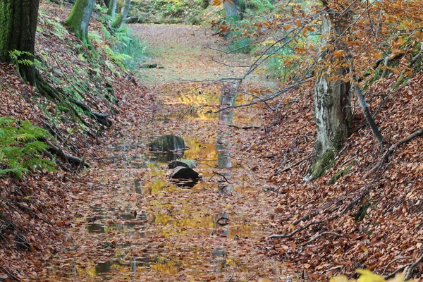 Bosque de Ravnsholt Skov — Foto de Stock