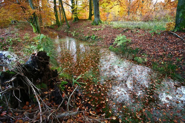 Skogen Ravnsholt Skov — Stockfoto