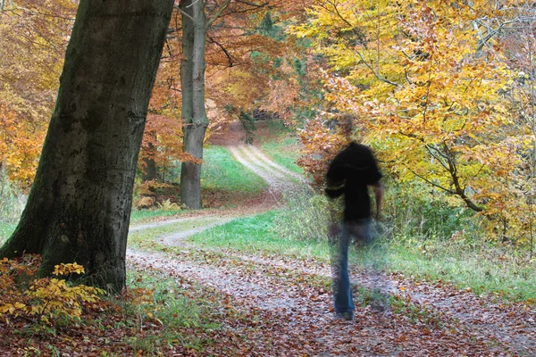 Человек ходит по осеннему лесу — стоковое фото