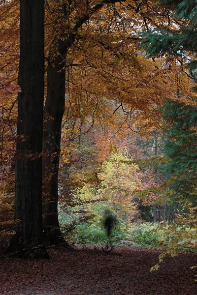 紅葉の森を歩く男 — ストック写真