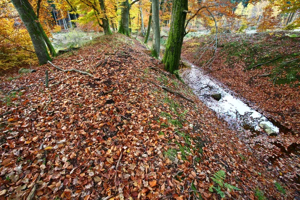 Foresta di Ravnsholt Skov — Foto Stock