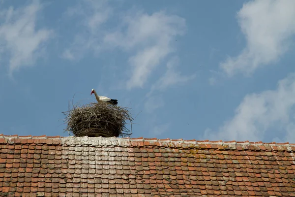 Stork in nest on a roof