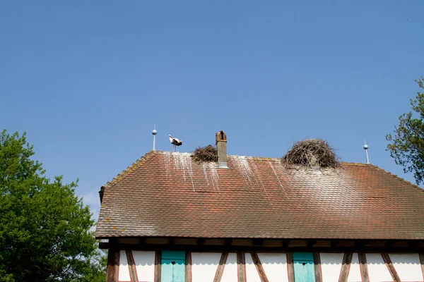 Stork on Dutch tile on roof — Stock Photo, Image