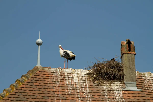 Bocian na holenderski dachówka na dachu — Zdjęcie stockowe