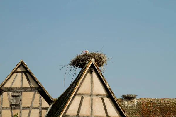 Cicogna su tegola olandese sul tetto — Foto Stock