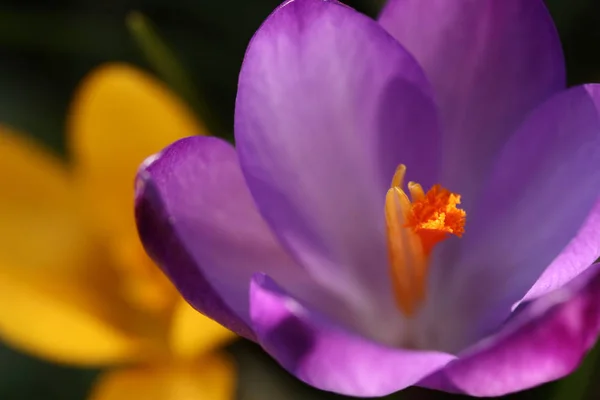 Violet crocus bloem — Stockfoto
