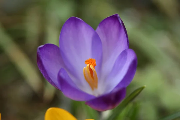 Violett crocus blomma — Stockfoto