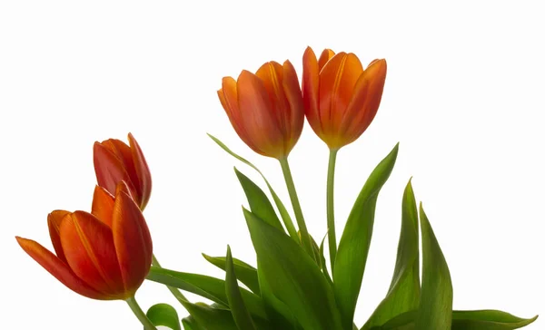 Beautiful orange tulips — Stock Photo, Image