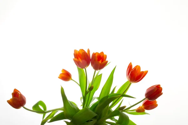 Beautiful orange tulips — Stock Photo, Image