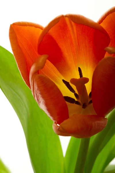 Hermoso tulipán naranja — Foto de Stock