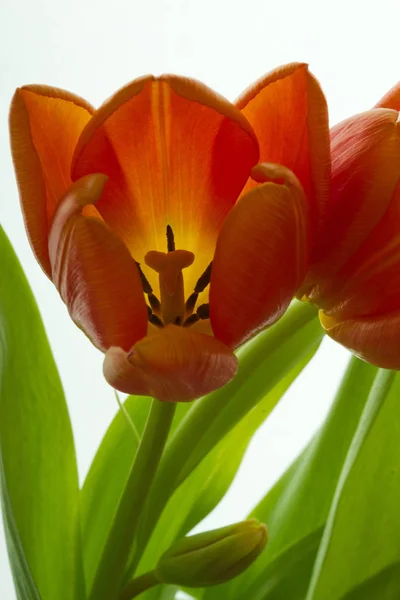 Krásné oranžové tulipány — Stock fotografie
