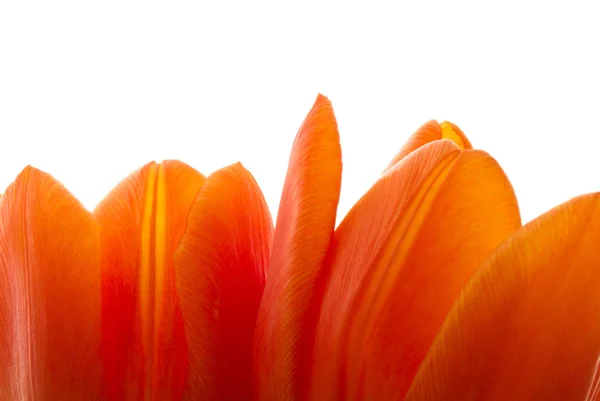 Красивые апельсиновые тюльпаны — стоковое фото