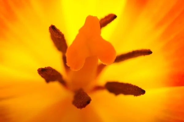 Hermoso tulipán naranja — Foto de Stock