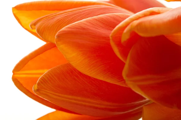 Mooi oranje tulpen — Stockfoto