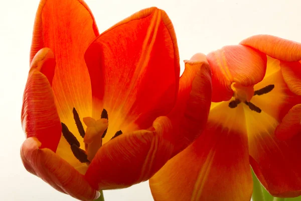 Beautiful orange tulips — Stock Photo, Image