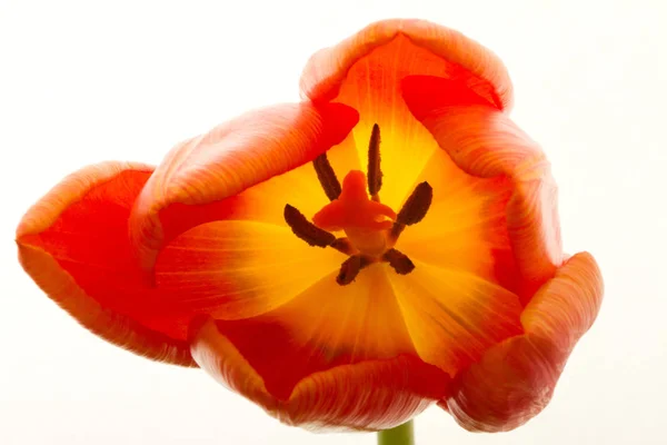 Güzel orange tulip — Stok fotoğraf
