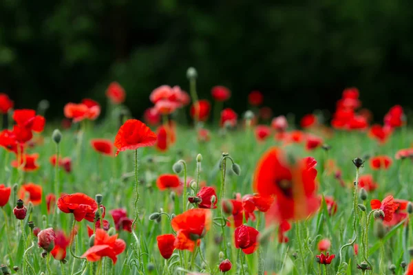 Beautiful red poppies — Stock Photo, Image