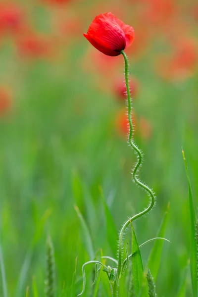 Beautiful red poppy — Stock Photo, Image