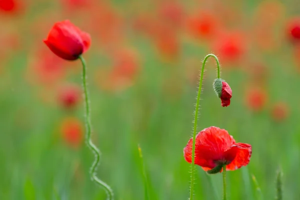 Beautiful red poppies — Stock Photo, Image