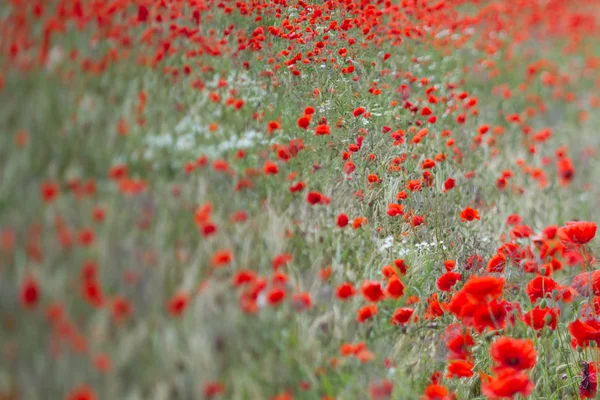 Hermosas amapolas rojas — Foto de Stock