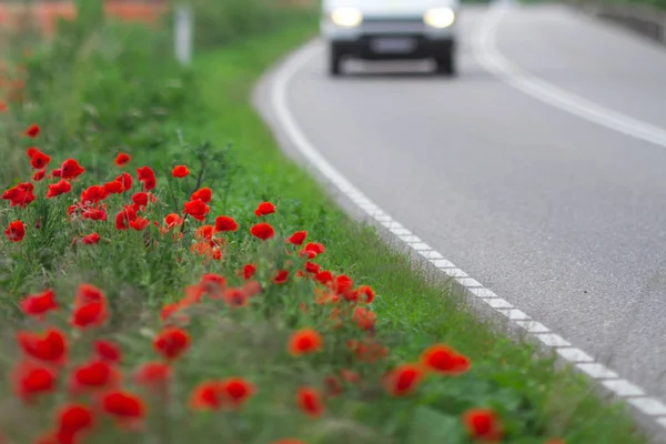 Red poppies in field near road — Stock Photo, Image