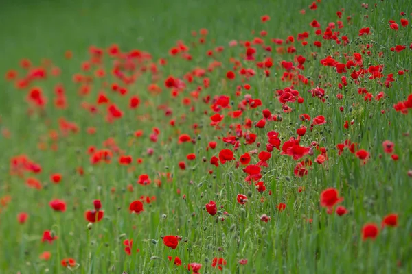 Red blooming poppies — Stock Photo, Image