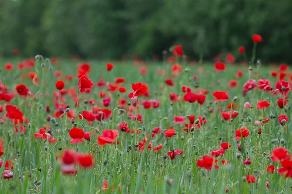Red blooming poppies — Stock Photo, Image