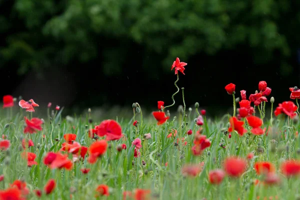 Red blooming poppies — Stock Photo, Image