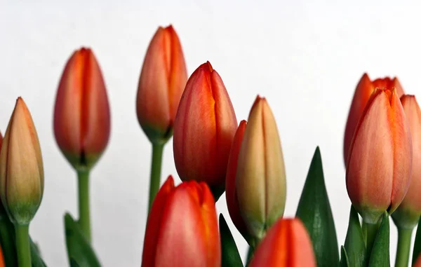 Red tulip flowers closeup — Stock Photo, Image