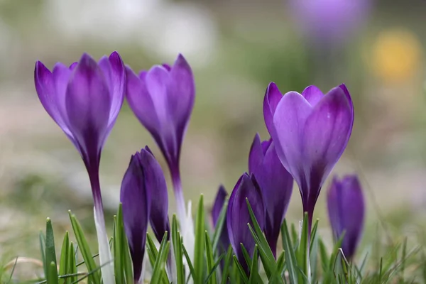 紫のクロッカスの花 — ストック写真