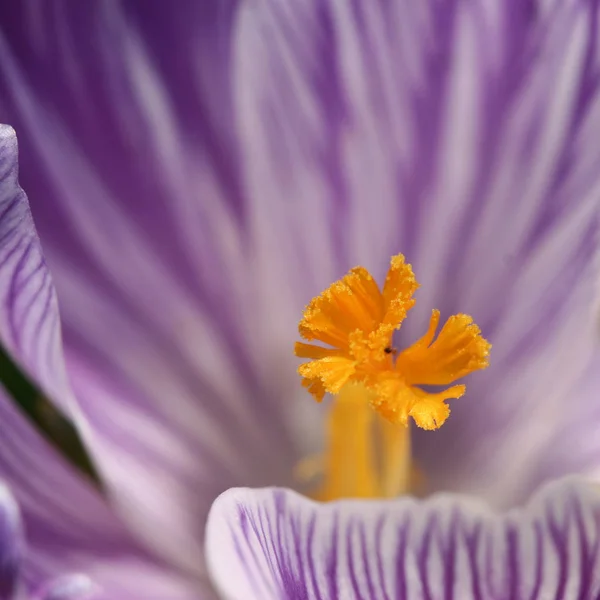 Violet crocus bloem — Stockfoto