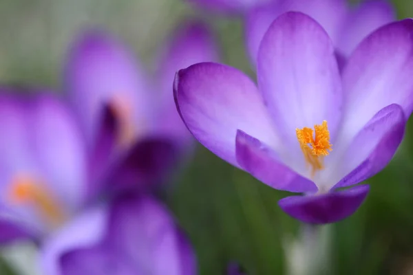 紫のクロッカスの花 — ストック写真