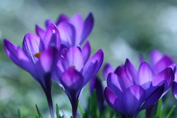 Violette fleur de crocus — Photo