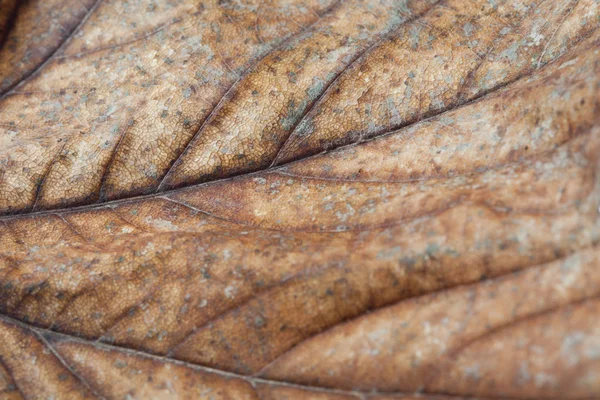 Brown tree leaf — Stock Photo, Image