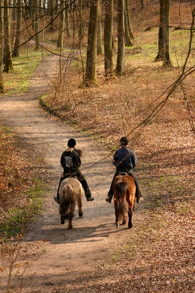 在丹麦的森林里人们把马赶走 — 图库照片
